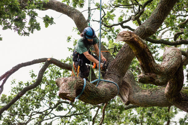 Trusted Thoreau, NM Tree Removal Services Experts