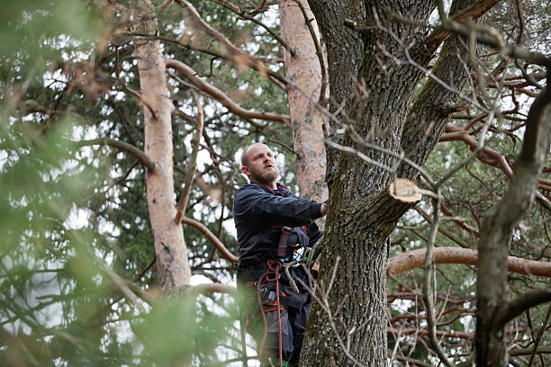 How Our Tree Care Process Works  in  Thoreau, NM